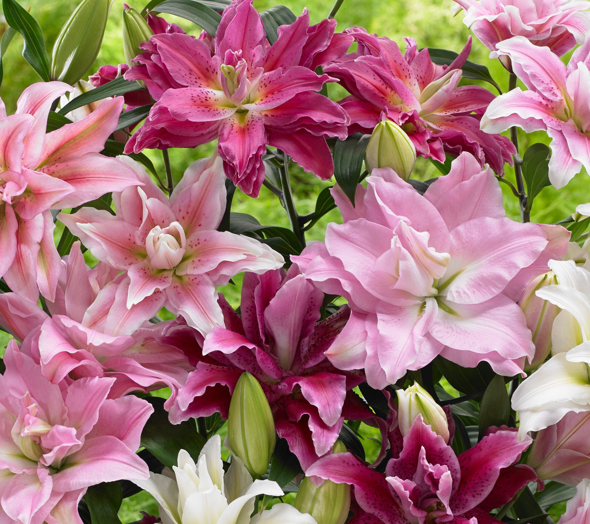 Roberta's 5-Piece Roselily Live Bulbs with 2lb Fertilizer