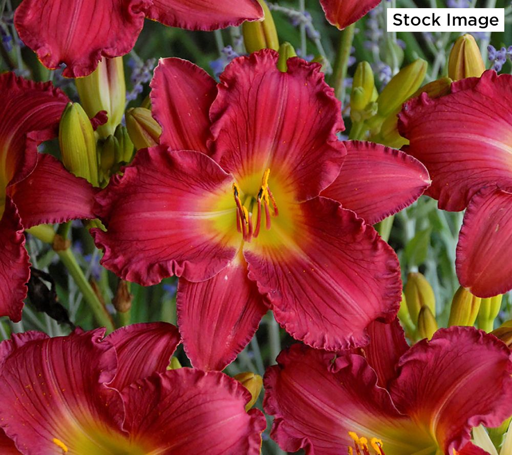 Cottage Farms 3 Piece Romantic Returns Daylily Qvc Com