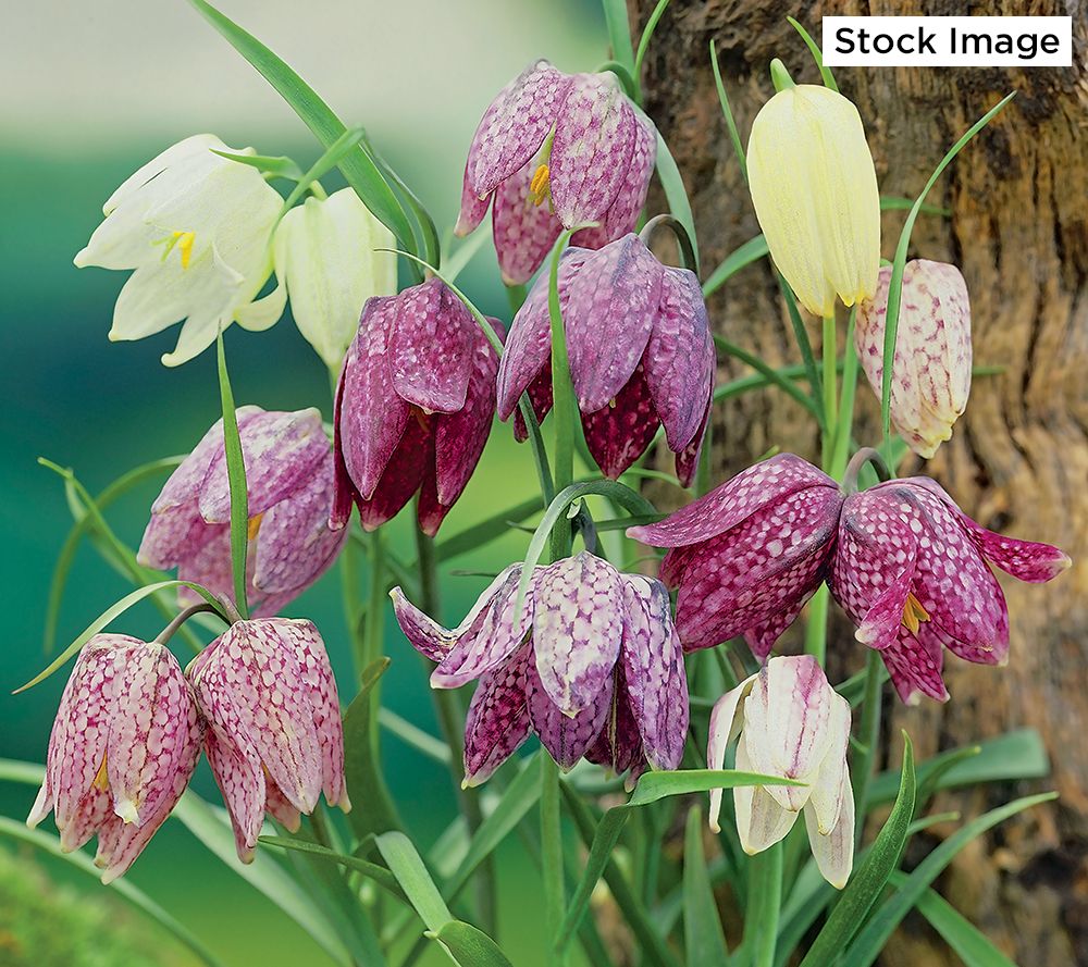 Ships 10/6/25 De Jager 24pc Fritillaria Meleagris Live Bulbs