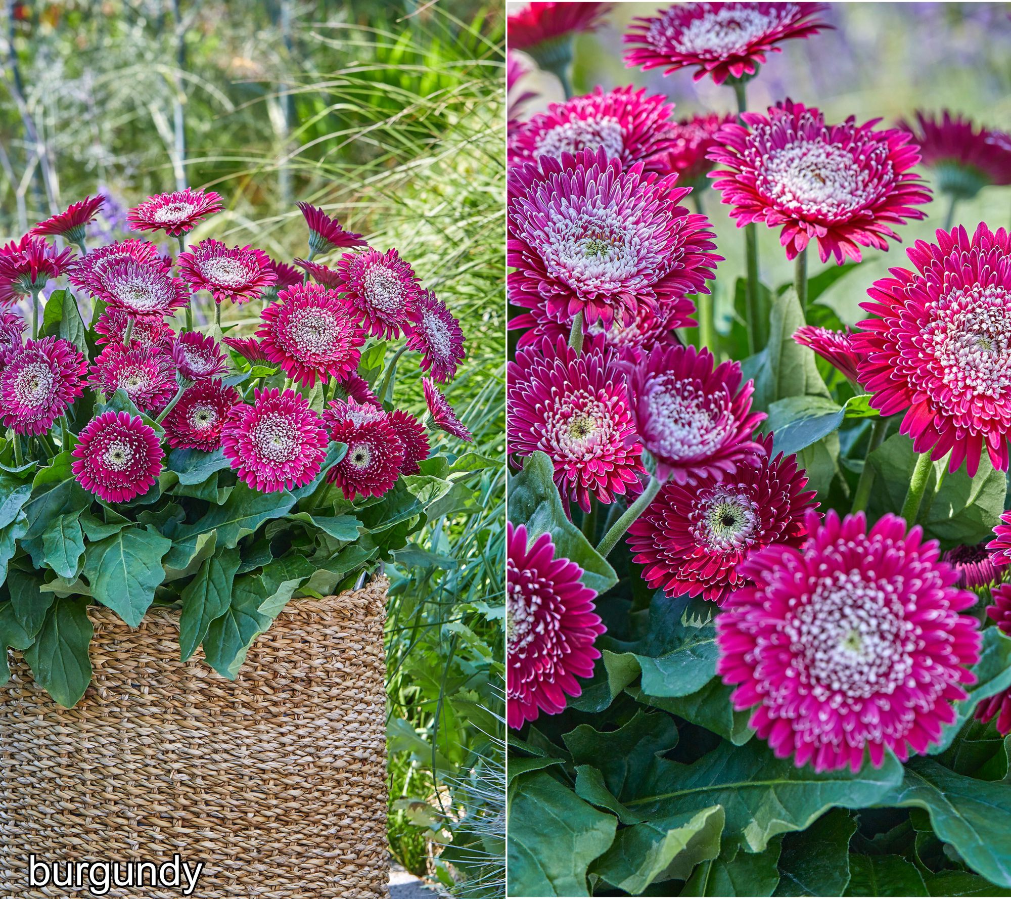 Roberta's 3-Piece Majestic Double Gerber Daisy Live Plants