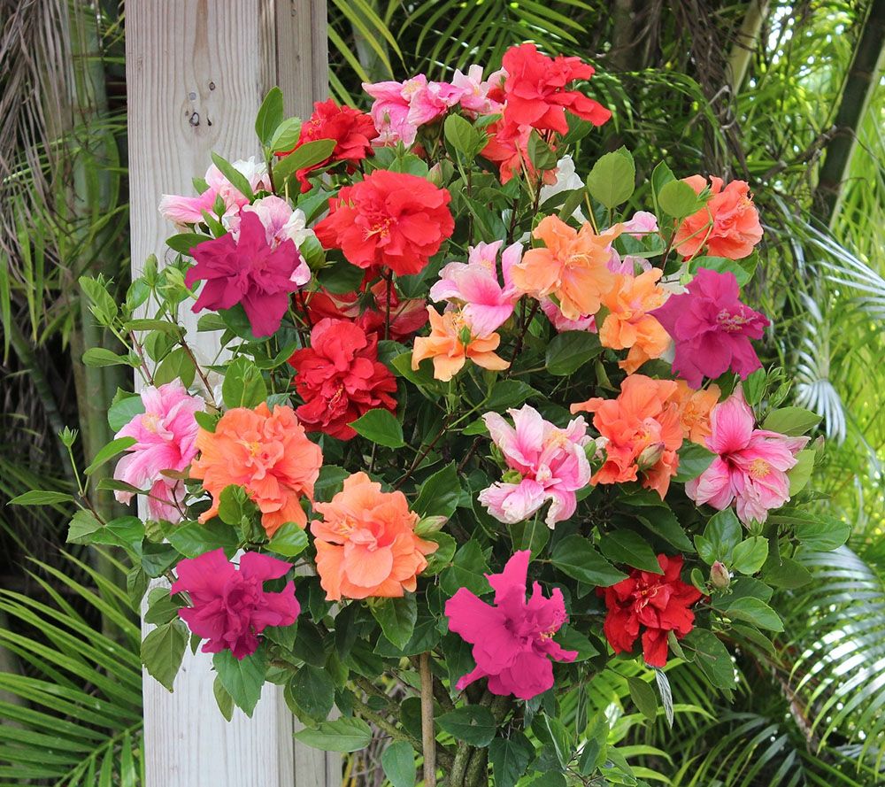 Cottage Farms Braided Double Flower Hibiscus 4 Color Tree Page 1