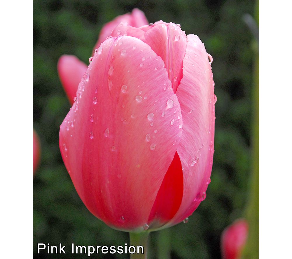 Tulip 'Pink Impression