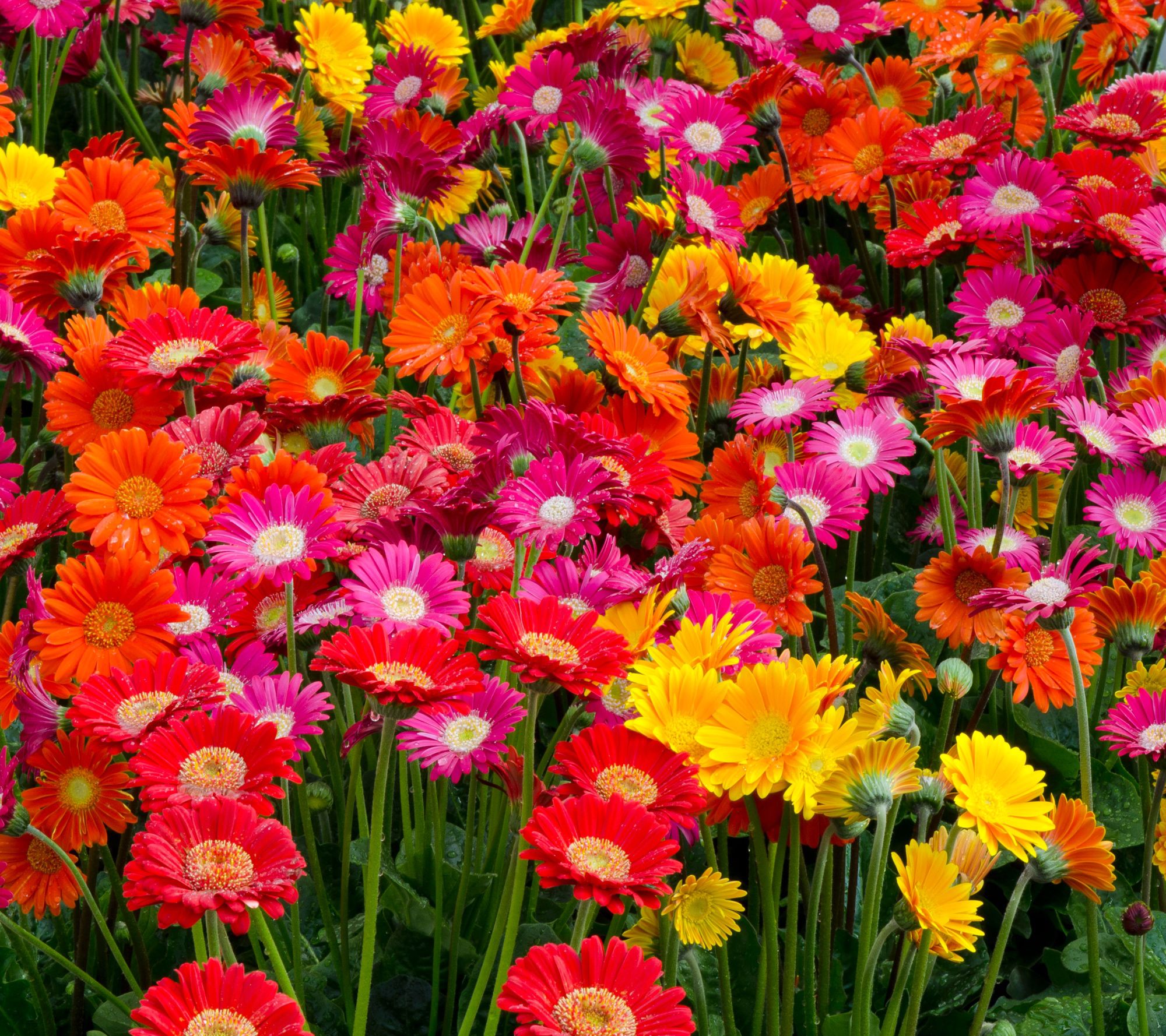 Roberta's 3-Piece Sweet Series Hardy Gerber Daisy Live Plants