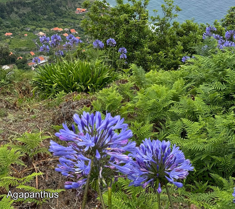 Roberta's 2-pc Hardy Agapanthus Bare Root Plants By Sandra