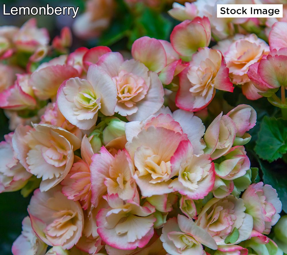 Ships 5/23 Ultimate Innovations 3Piece Begonia Live Plants