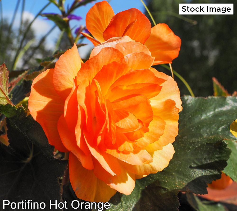 Ships 5/23 Ultimate Innovations 3Piece Begonia Live Plants