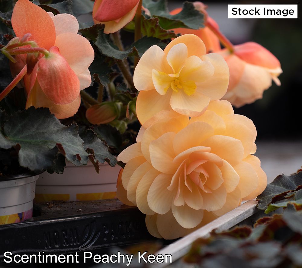 Ships 5/23 Ultimate Innovations 3Piece Begonia Live Plants