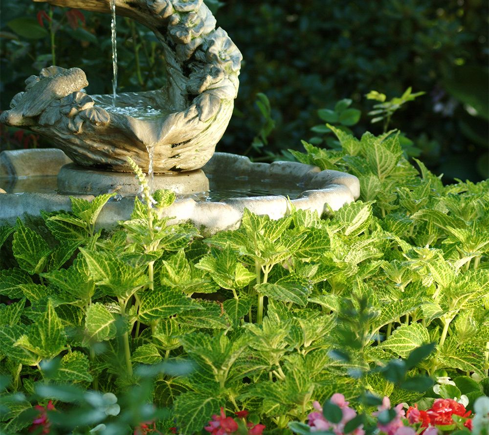 Avant Flora 6pc Water View Coleus Live Plants