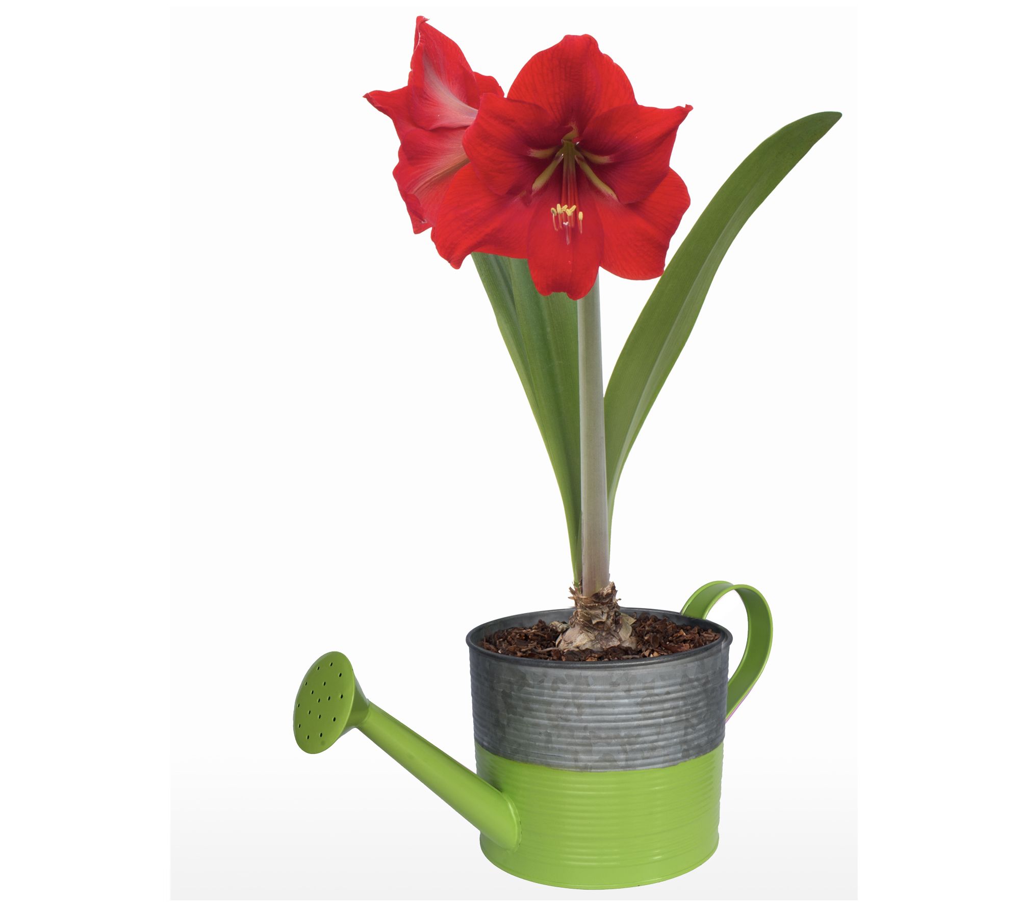 Roberta's Spring Amaryllis with Planter