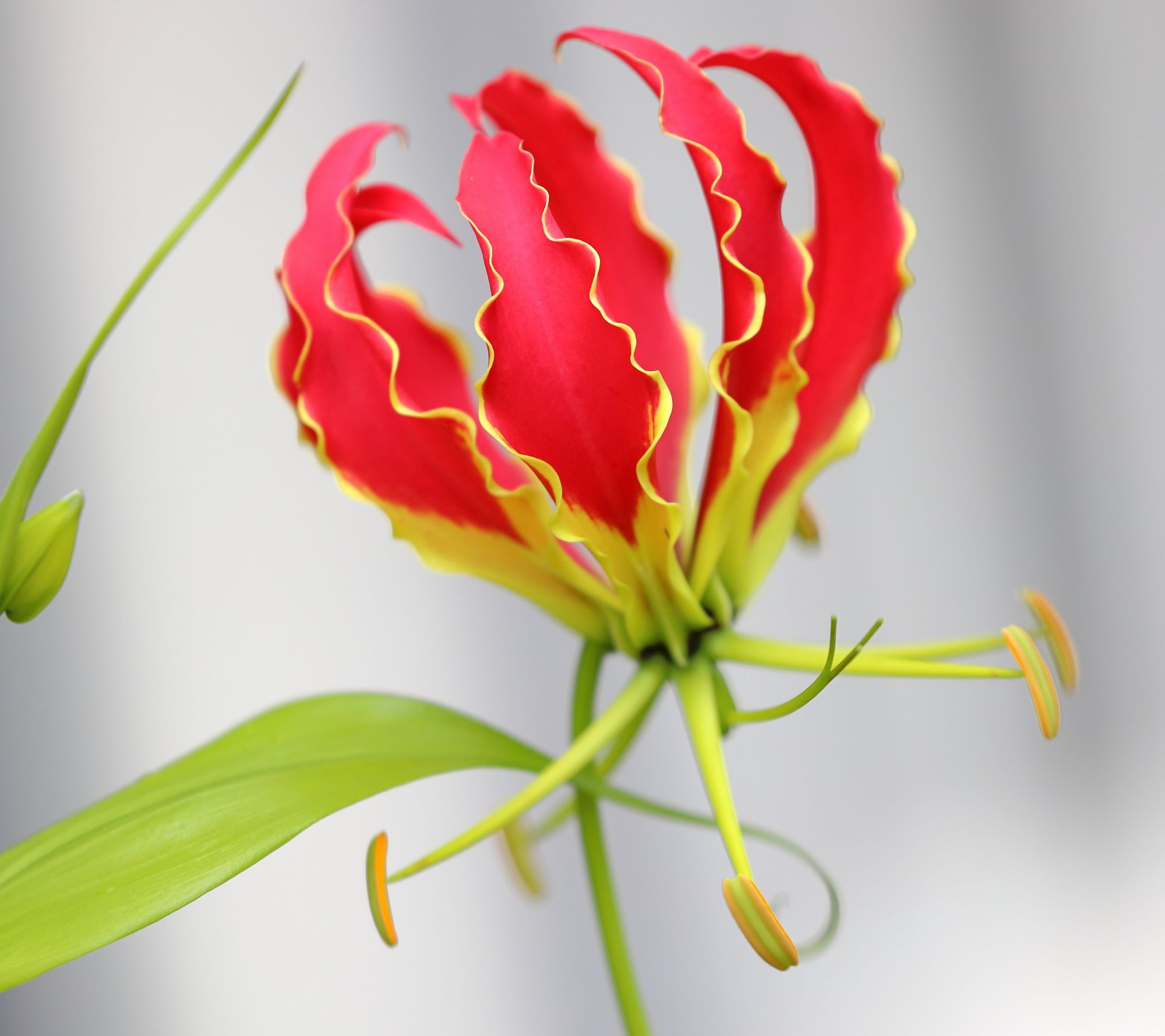 Roberta's 3-Piece Gloriosa Flaming Lilies Bulbs
