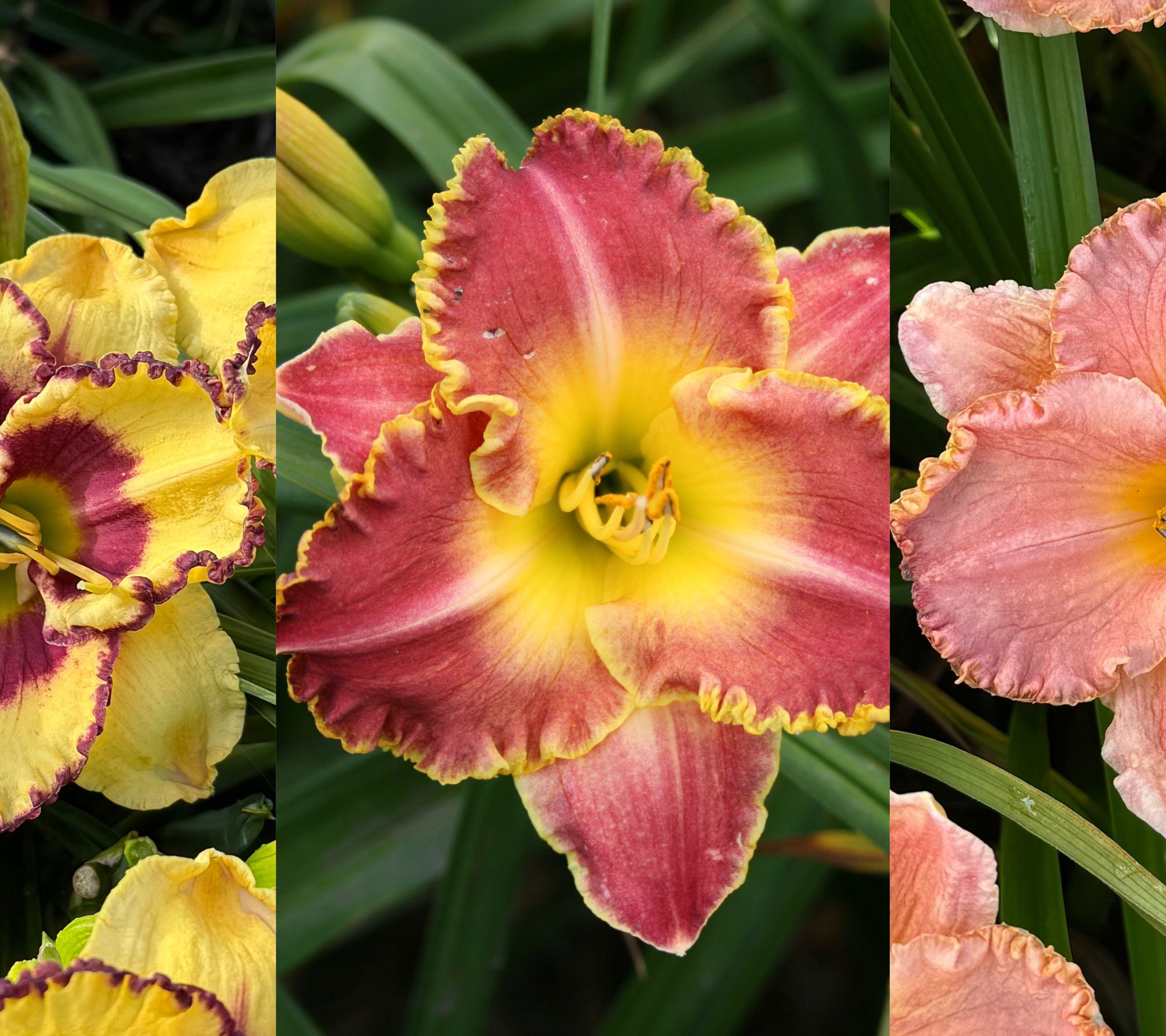 Roberta's 3-Piece Reblooming Daylily Bareroots