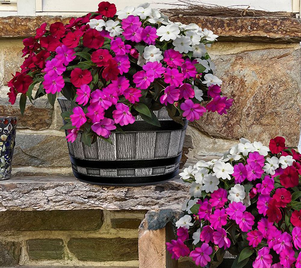 Roberta's 3Pc SunPatiens Live Plants With Whiskey Barrel Planter