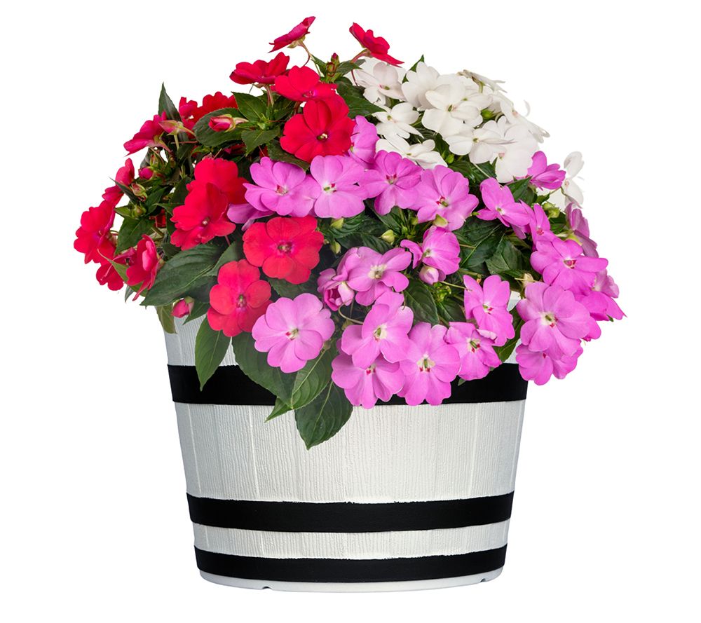 Roberta's 3Pc SunPatiens Live Plants With Whiskey Barrel Planter