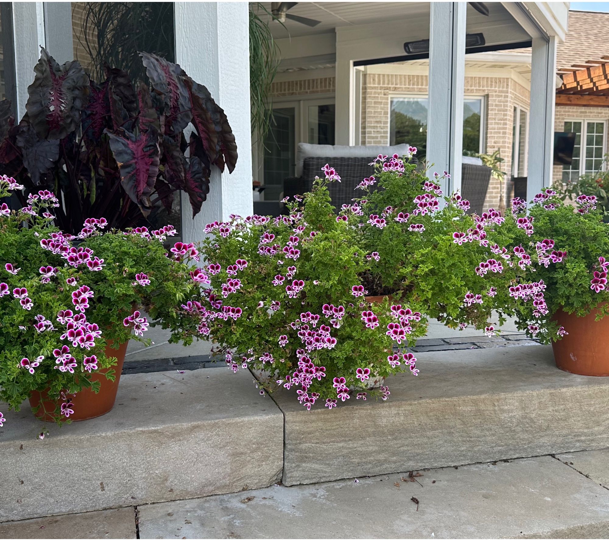 Roberta's 3pc Mosquitaway Citronella Geranium Live Plants