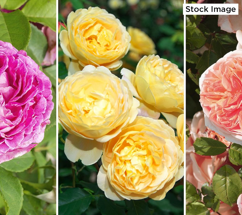 Cottage Farms 3Piece Scentables Bouquet Roses Live Bareroots