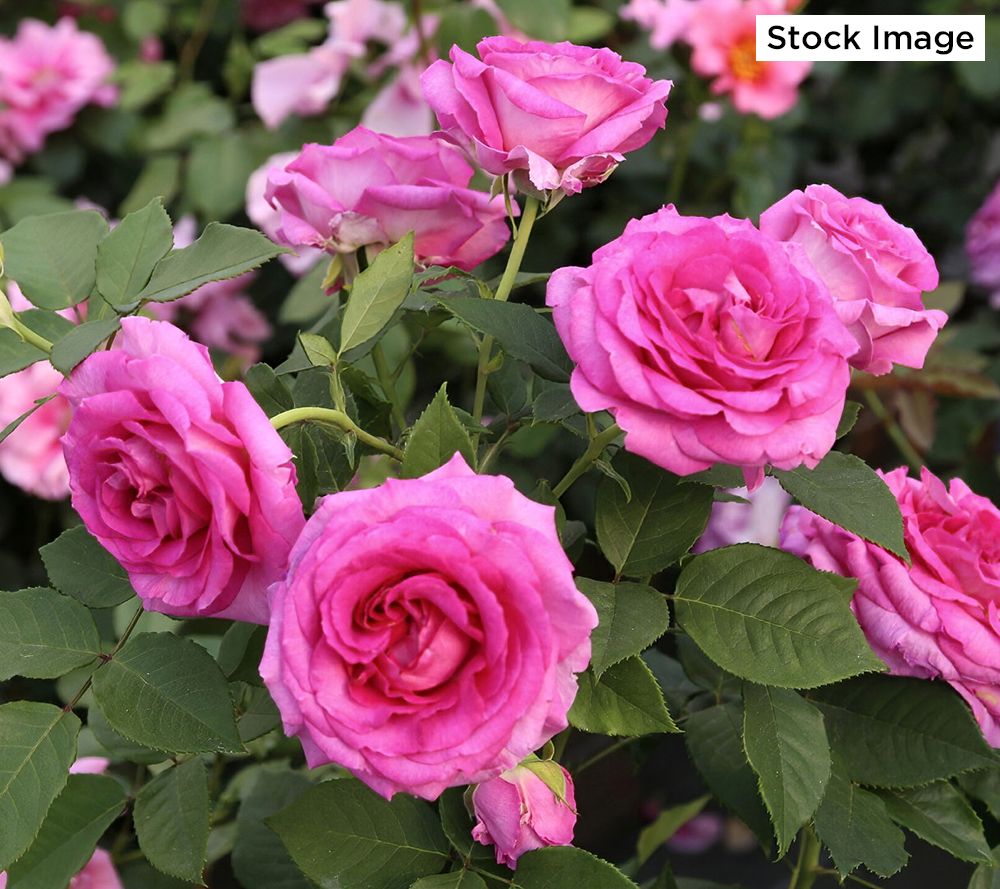 Cottage Farms 3-Piece Scentables Bouquet Roses Live Bareroots