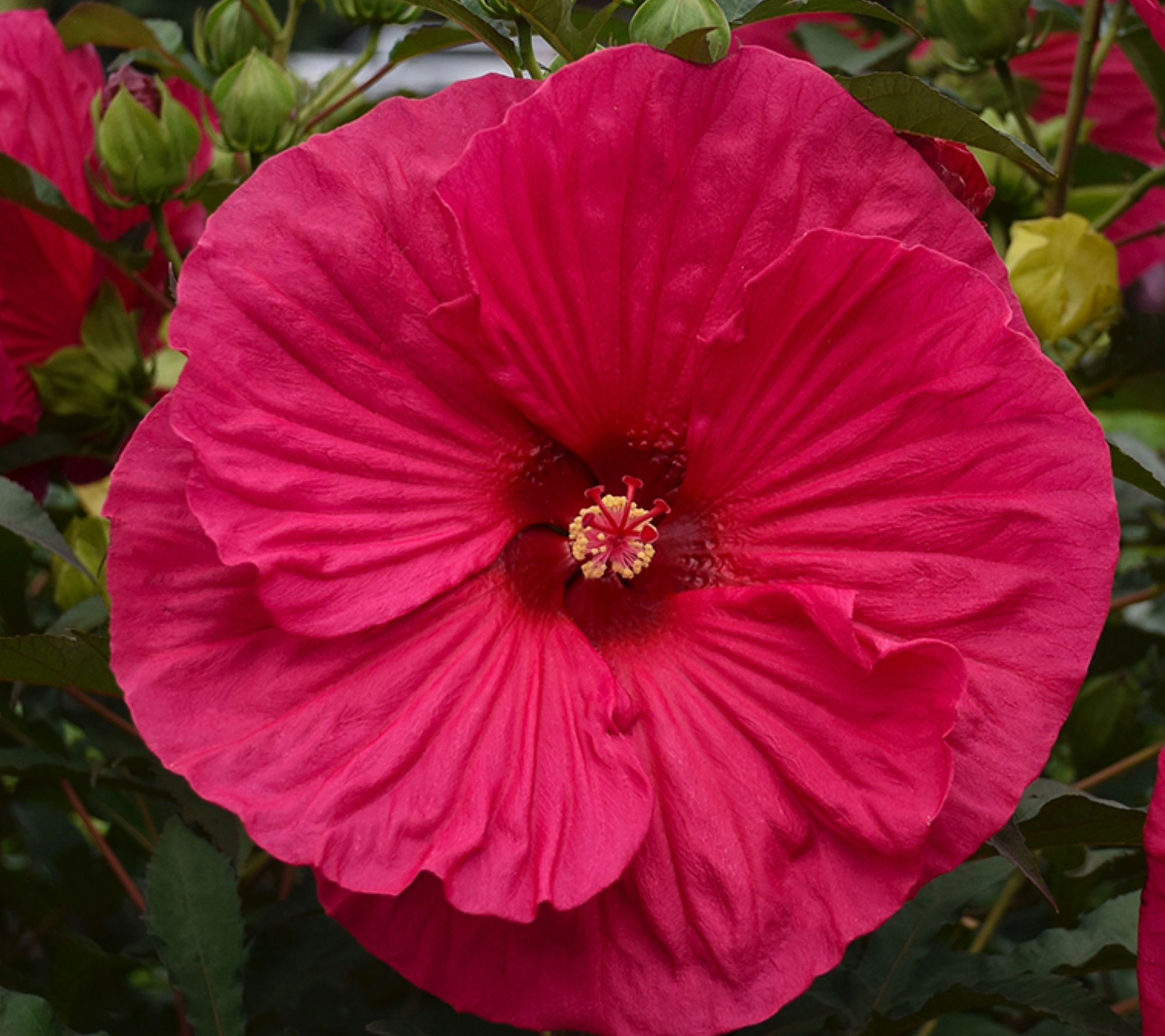 Girl Next Door 1-Piece Hardy Hibiscus Summer in Paradise Bareroot Plant