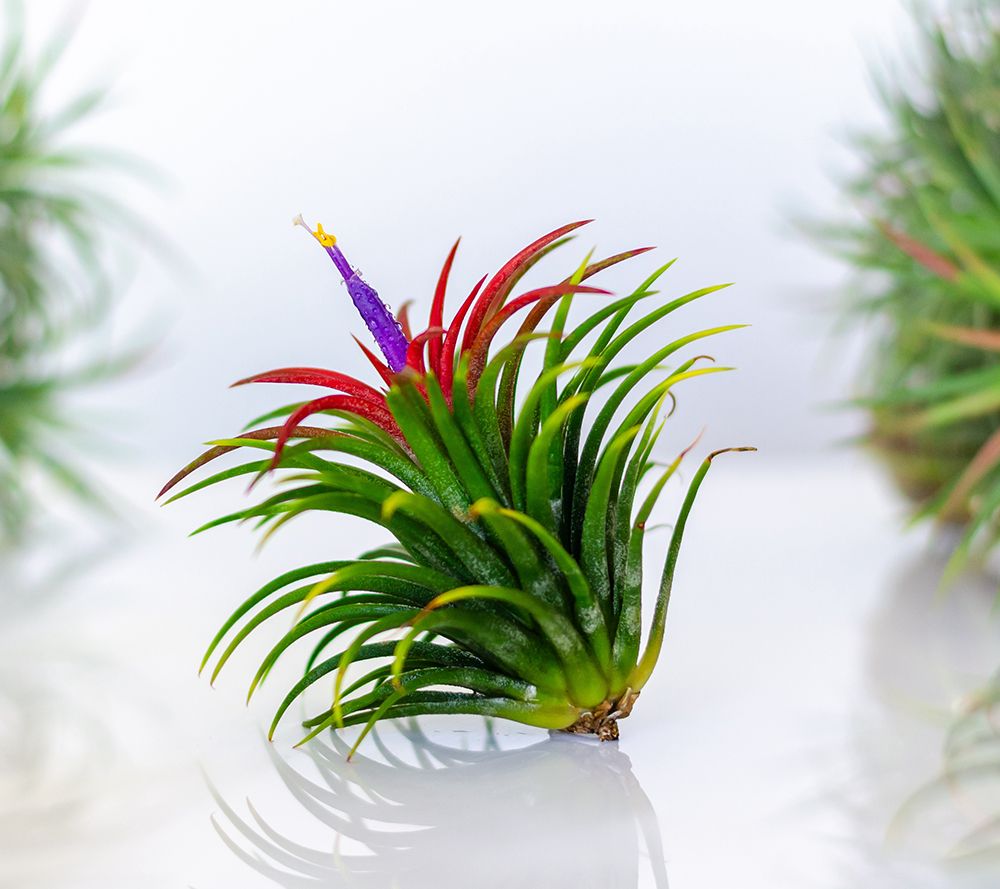 Ships 4/21/25 Roberta's 3pc Air Plant Collection W/ Log