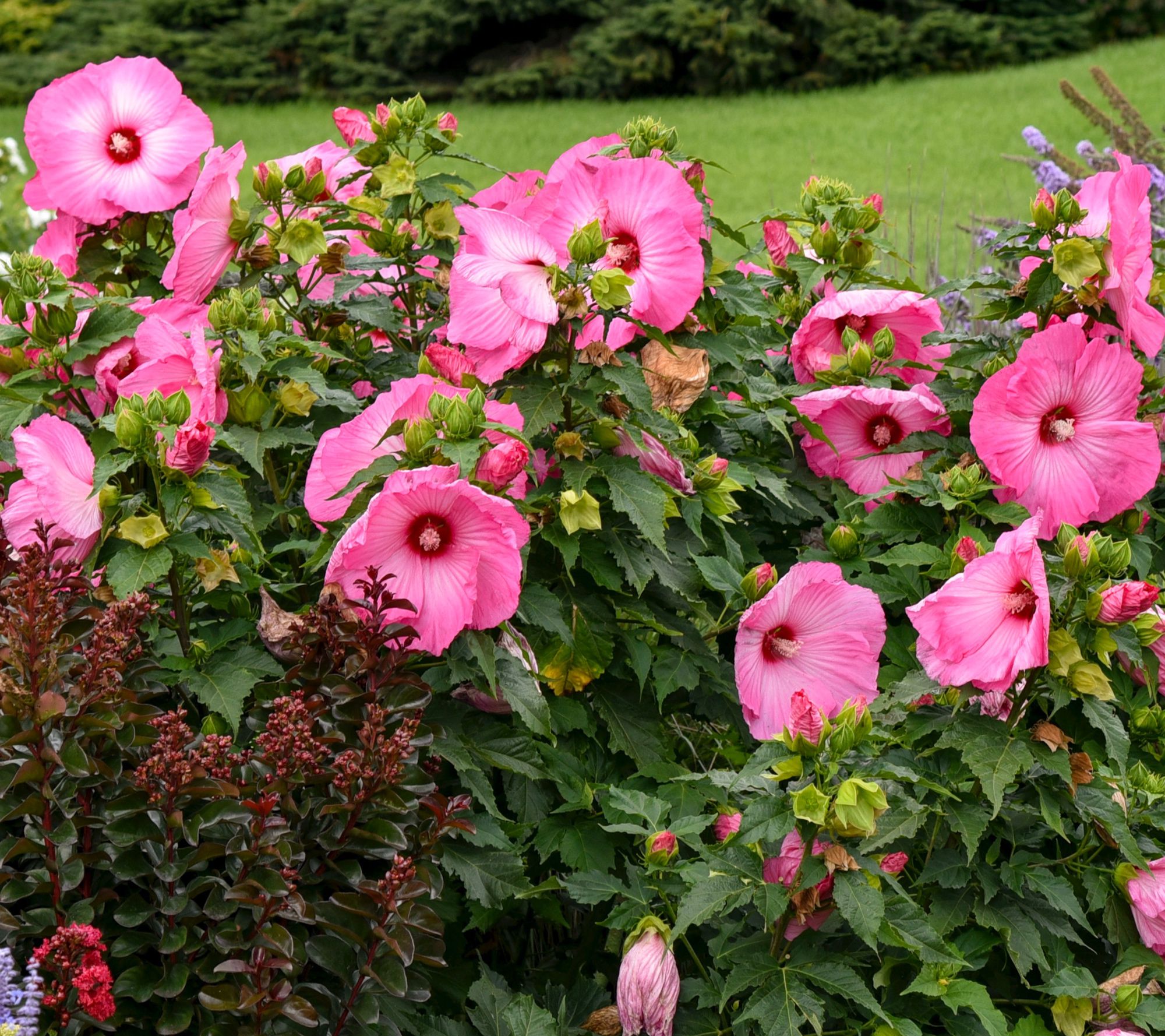 Girl Next Door 1-Piece Hardy Hibiscus Airbrush Effect Bareroot Plant