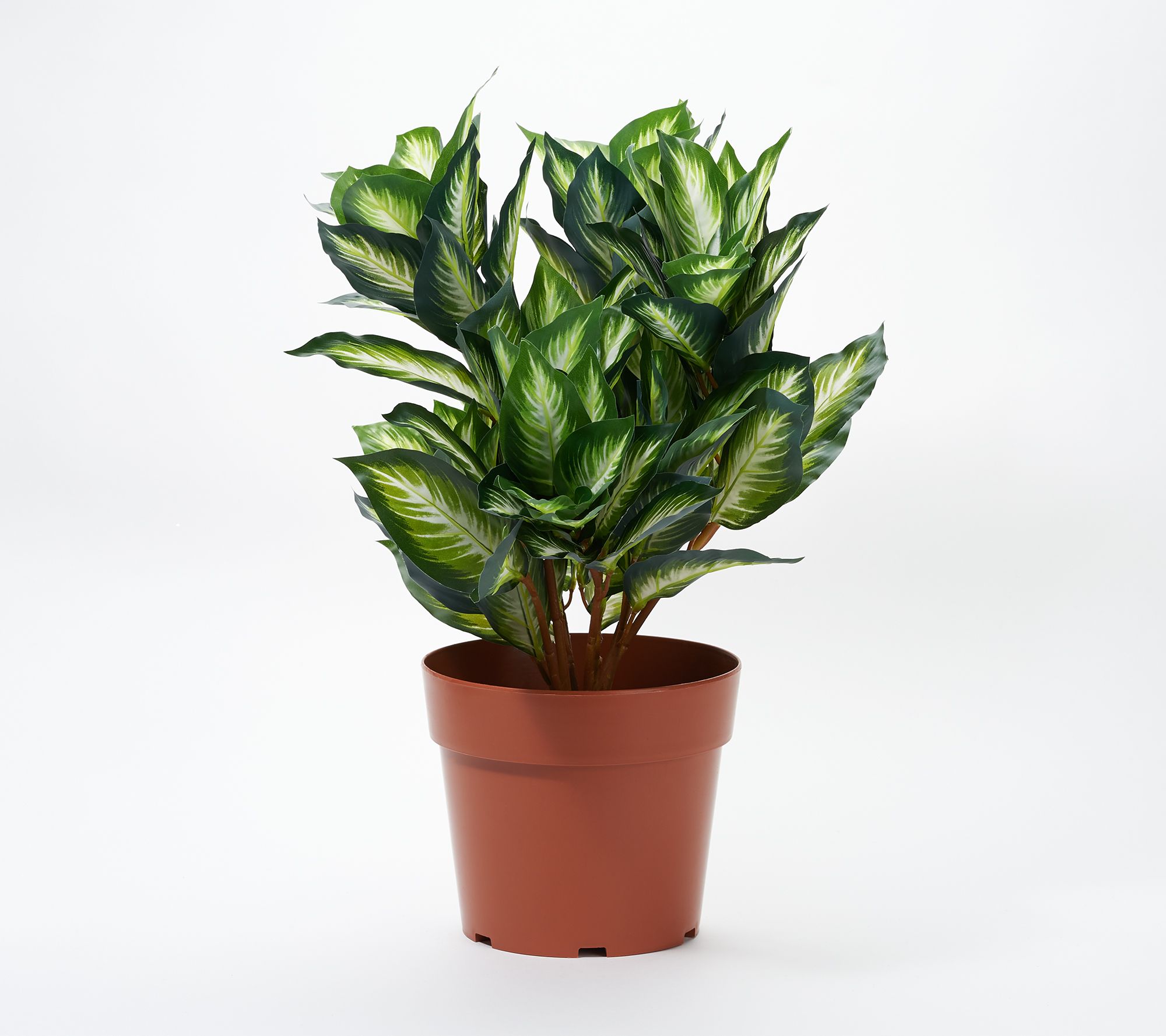 National Tree 24" Hosta Plant with Growers Pot