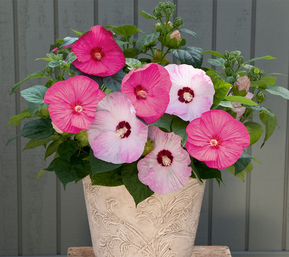 Roberta's 1-Piece 2-in-1 Luna Series Hardy Hibiscus Live Plant