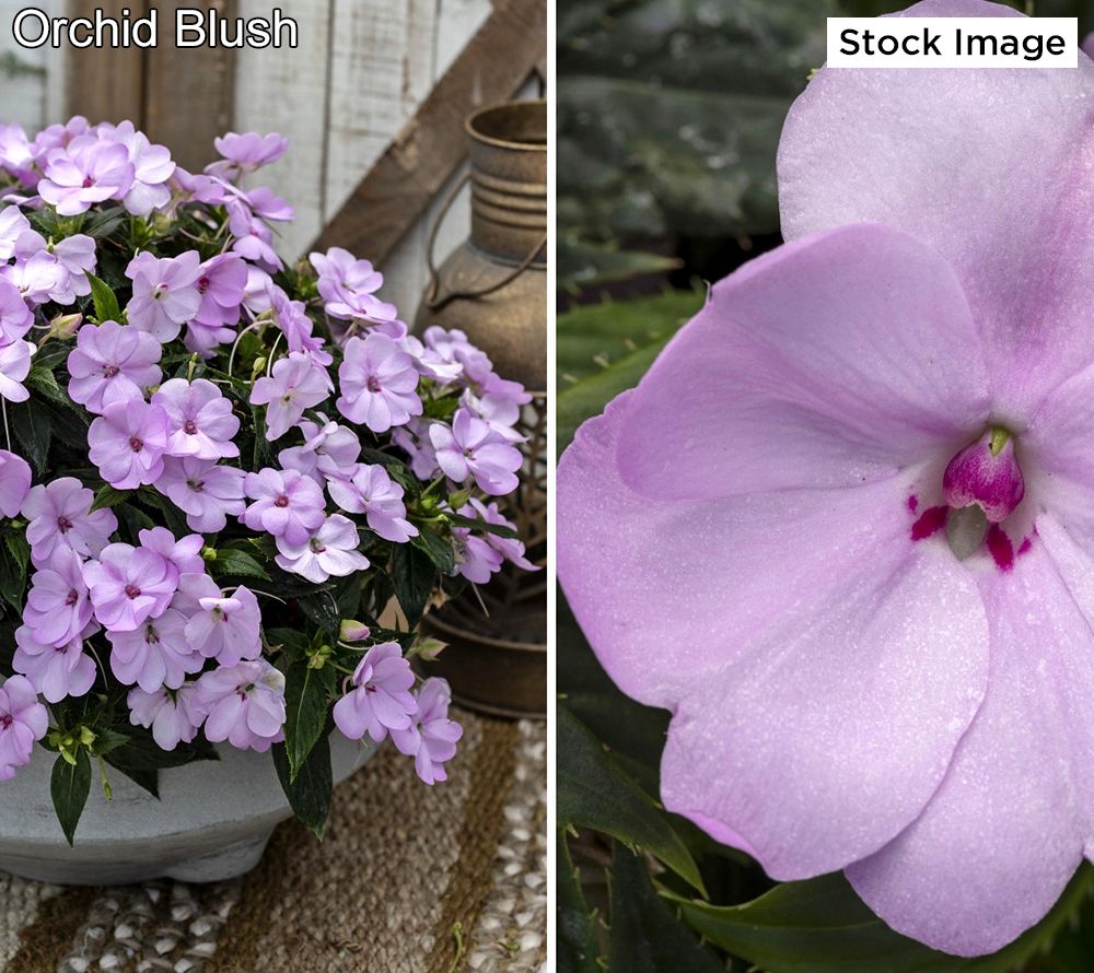 Cottage Farms 4Piece SunPatiens Live Plant Collection