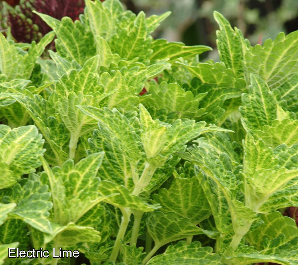 Ships 5/13/24 Avant Flora 6pc Coleus Collection Live Plants