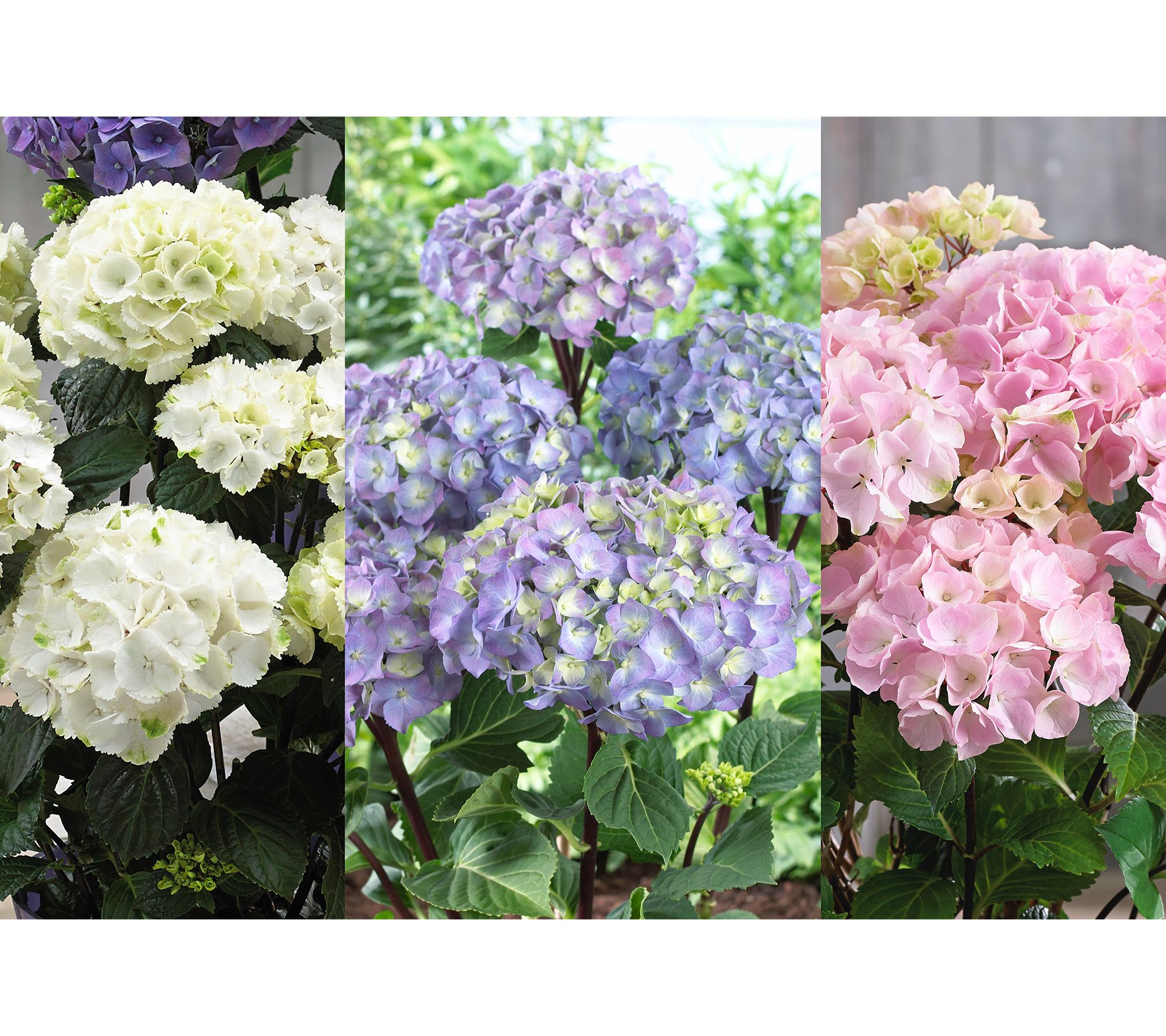 Roberta's 3-Piece Onyx Mophead Hydrangea Live Plants