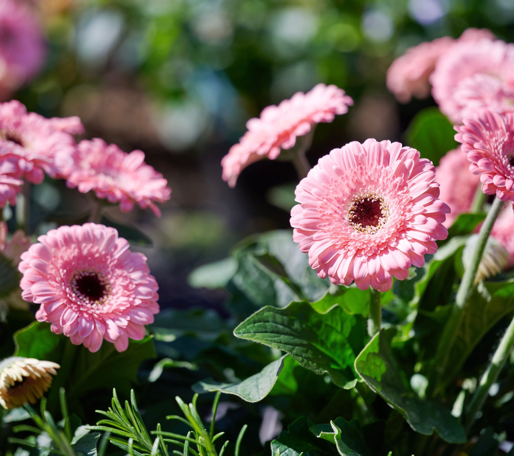 Roberta's 2pc Sweet Pastry Hardy Gerber Daisy Live Plants