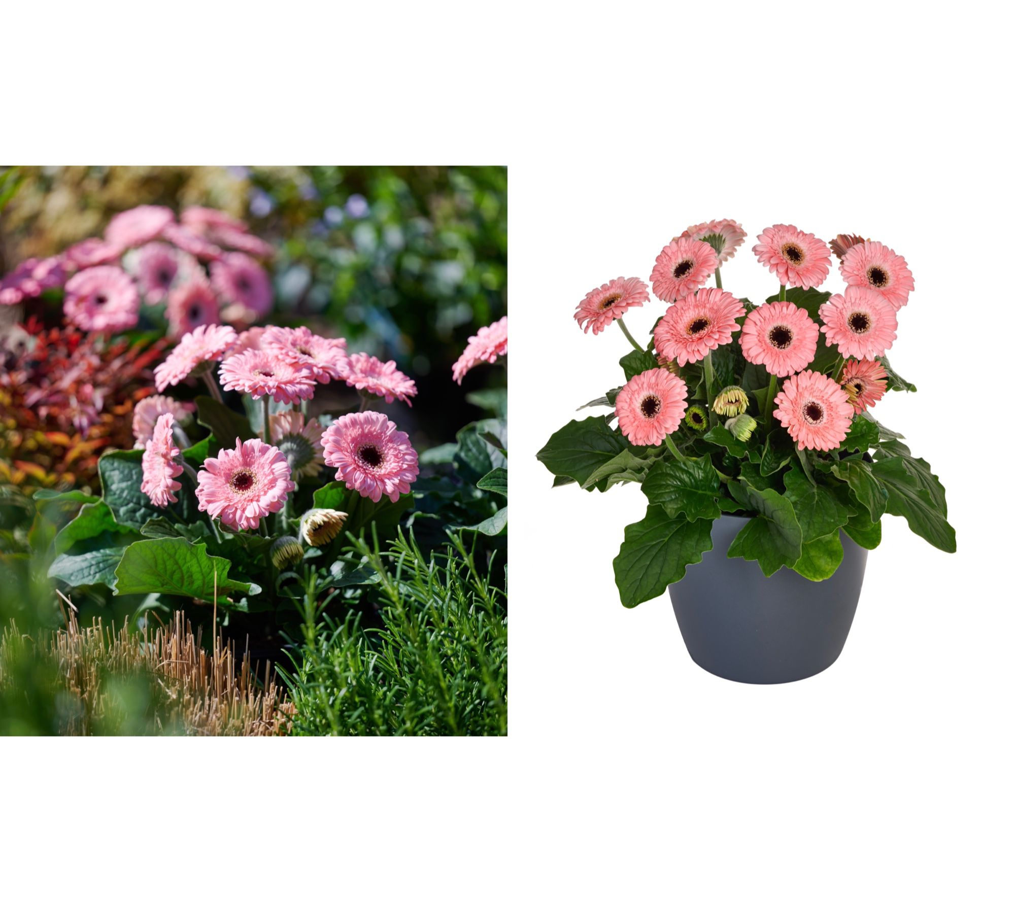 Roberta's 2pc Sweet Pastry Hardy Gerber Daisy Live Plants - QVC.com