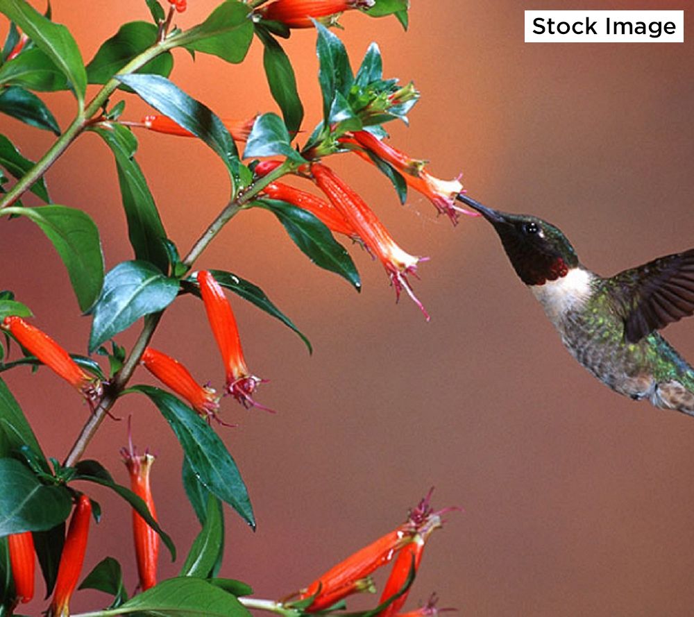 Cuphea hummingbirds lunch