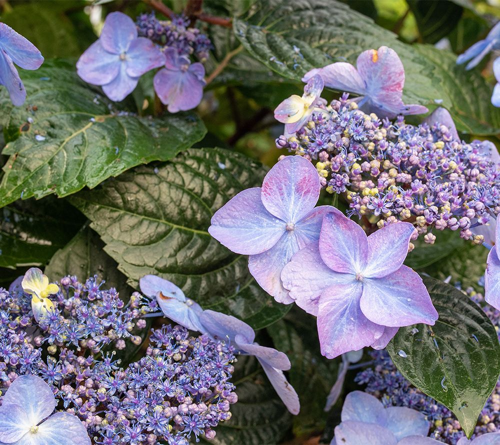 Roberta's 1-Piece Popstar Hydrangea Live Plant