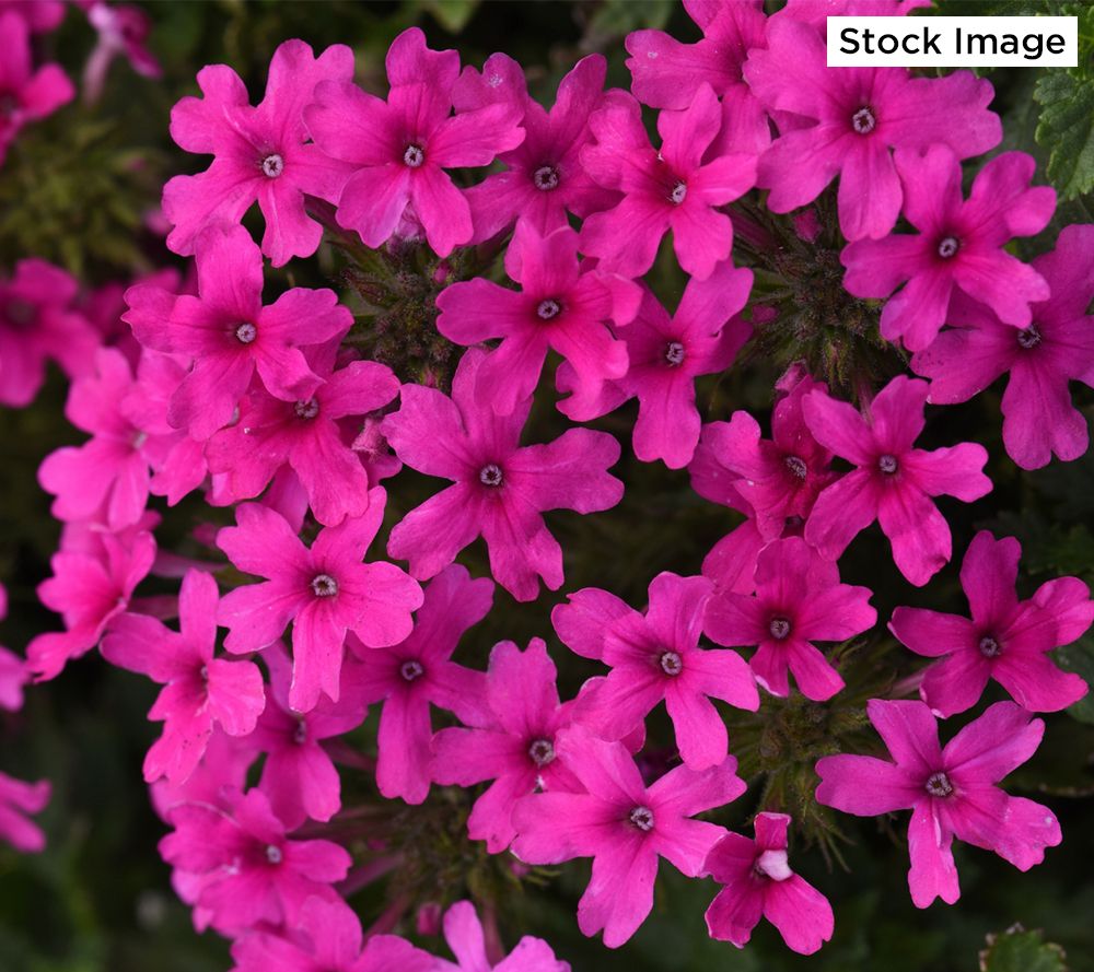 Cottage Farms 4Piece Homestead Pink Verbena Live Plants