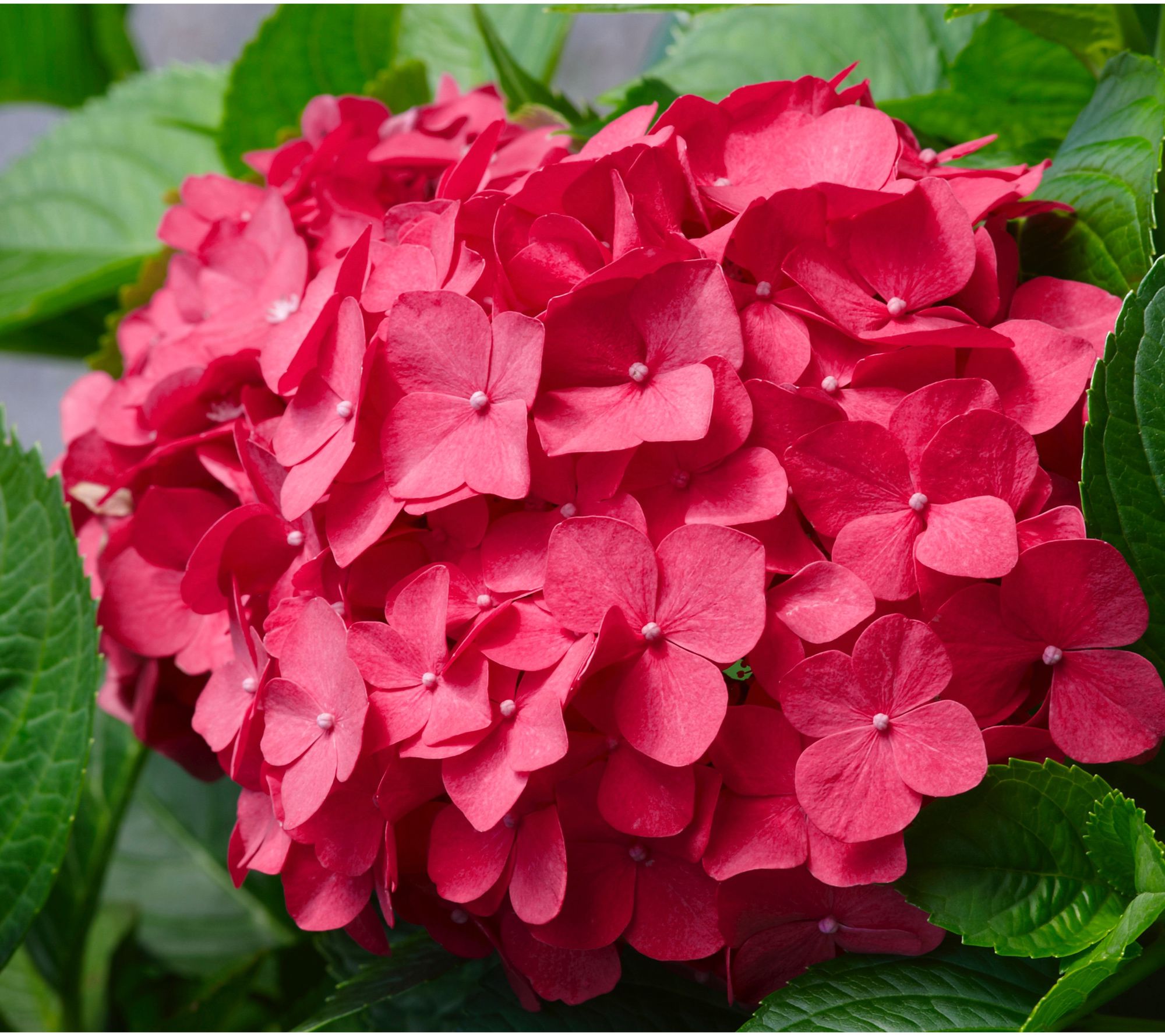 Roberta's 1-Piece Red Sensation Hydrangea Live Plant