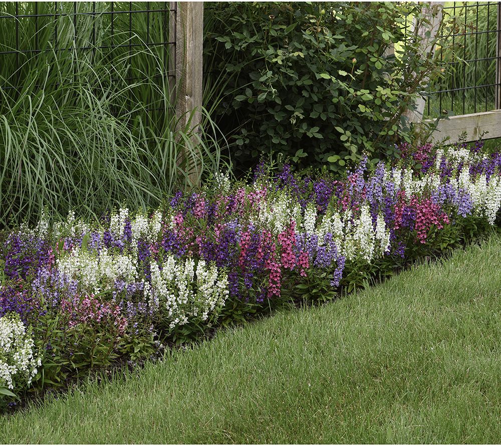 Girl Next Door 3-Piece Angelonia Serenita Live Plants