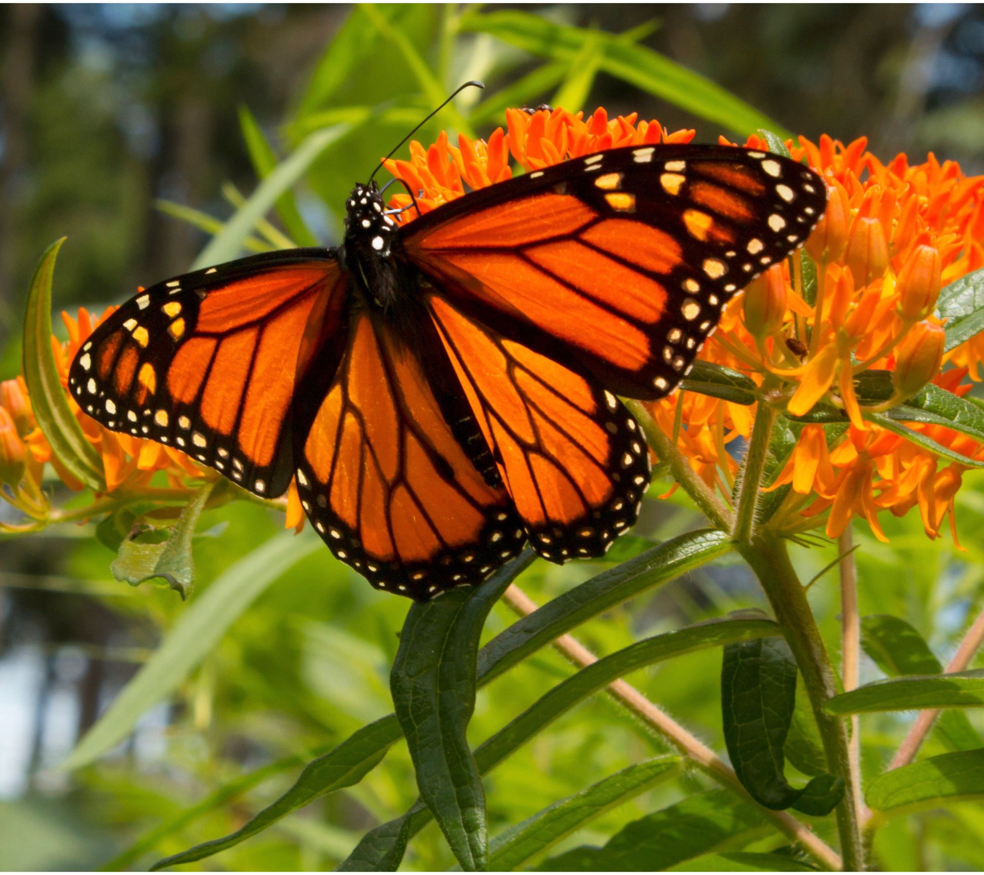  Roberta's 3-Piece Native Asclepia Butterfly Bouquet Plants - M142483