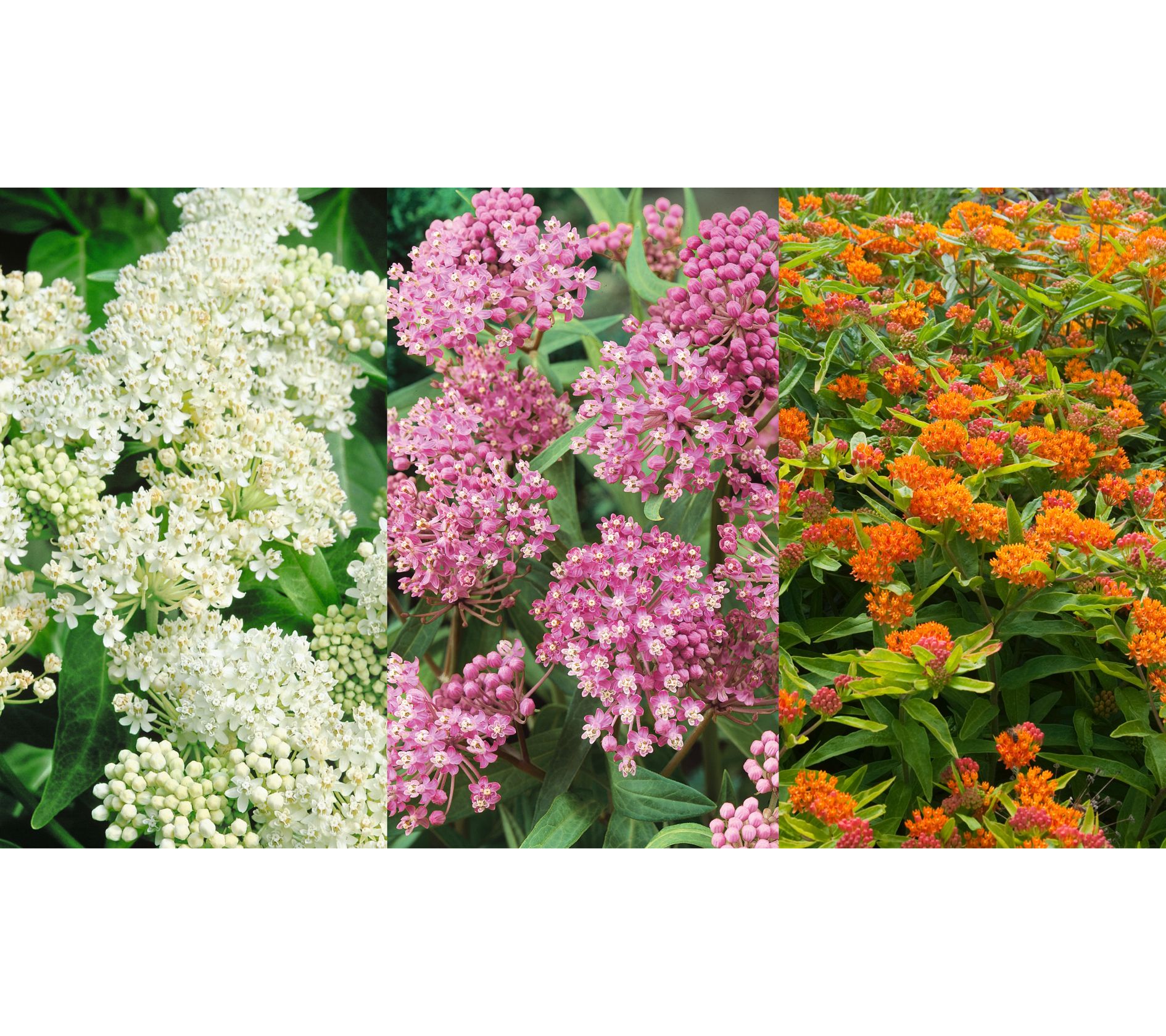 Roberta's 3-Piece Native Asclepia Butterfly Bouquet Plants