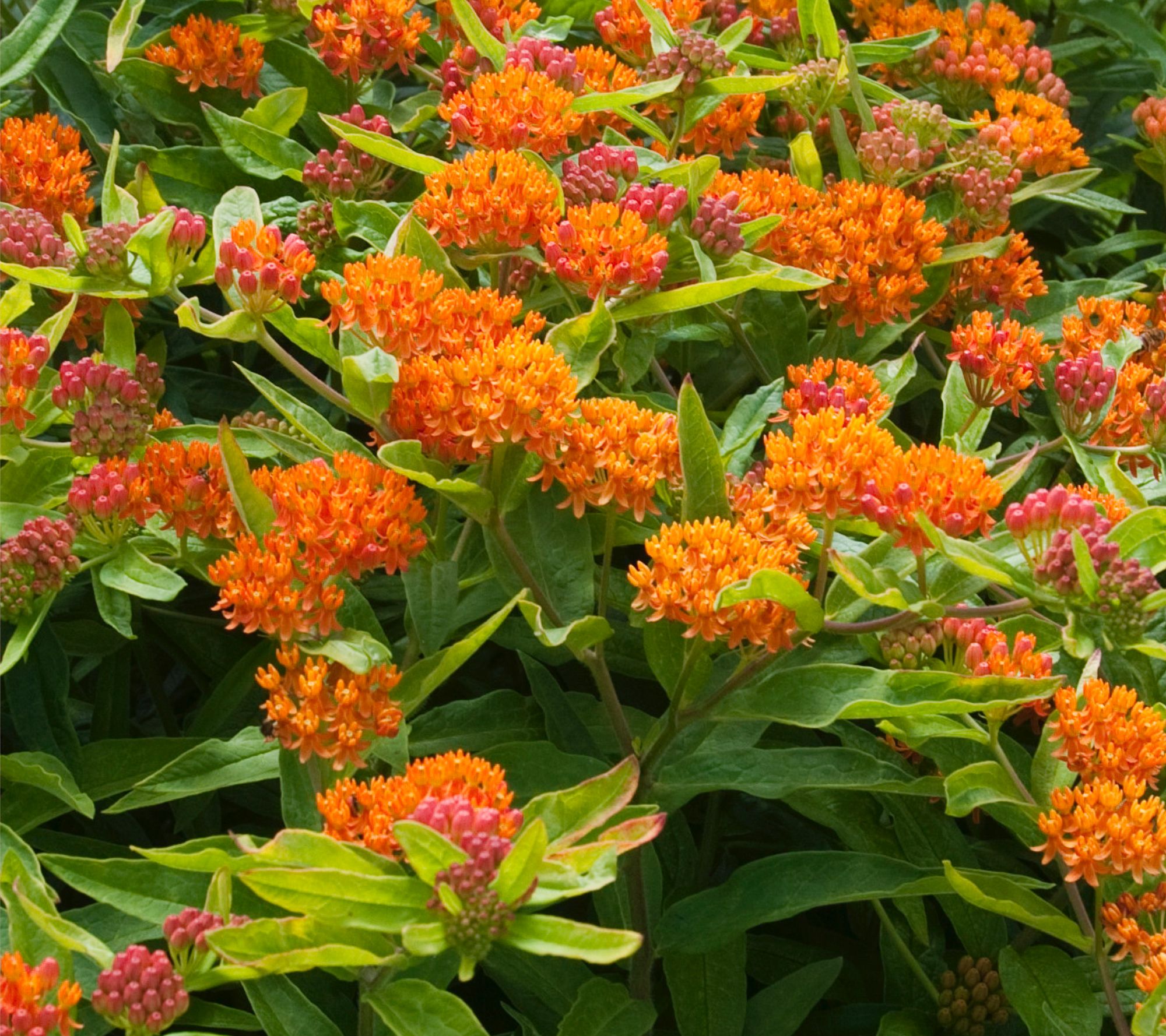 Roberta's 3-Piece Native Asclepia Butterfly Bouquet Plants