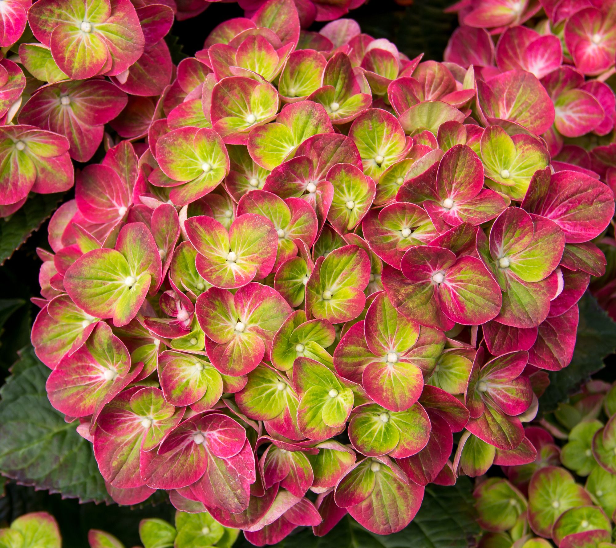 Phillip Watson Designs TiltASwirl Hydrangea Live Shrub