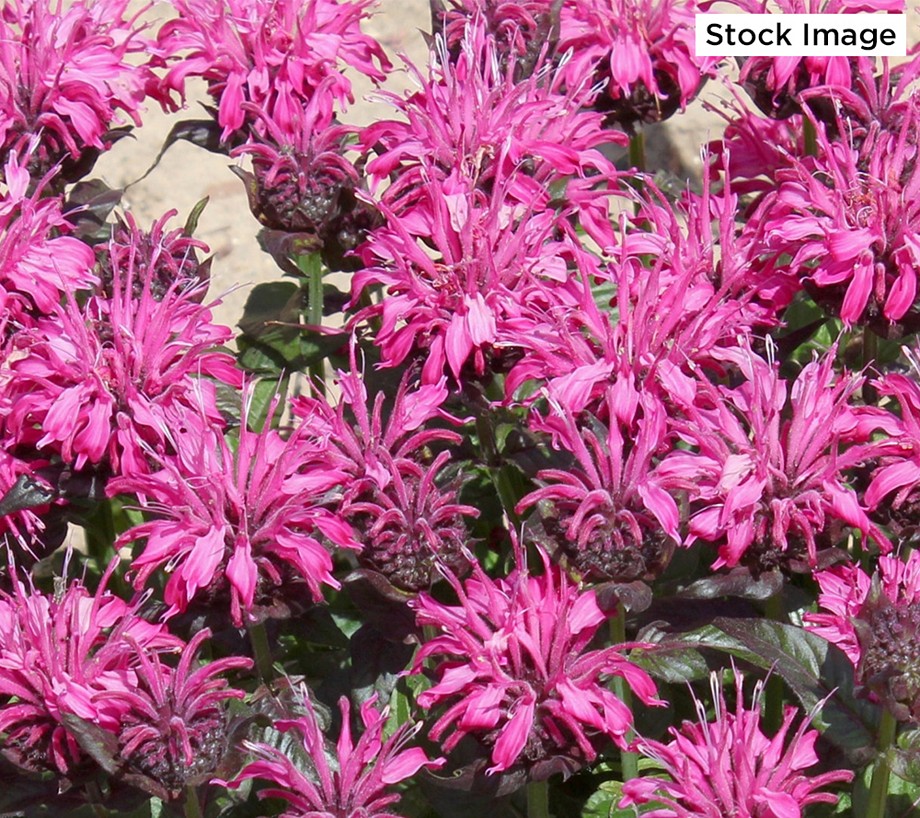 Cottage Farms 4-Piece Bee Mine Pink Monarda Live Plants