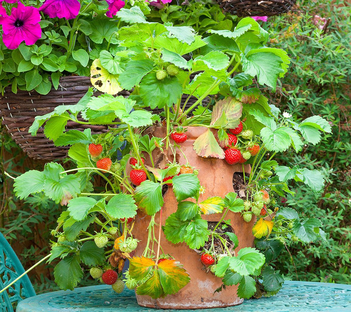 Roberta's 6pc 'Montana' Everbearing Strawberries Live Plants