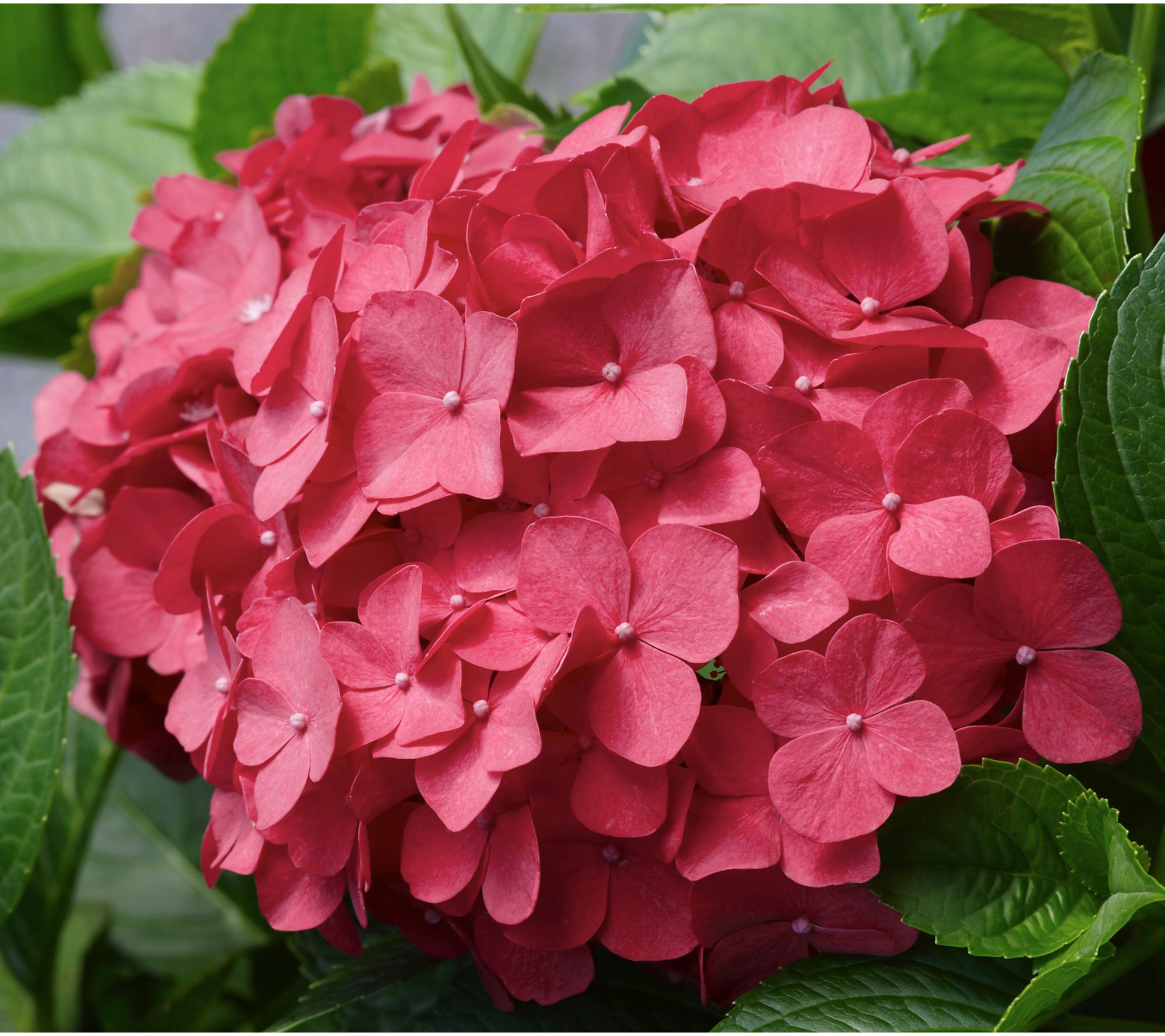 Roberta's 1-Piece Red Sensation Hydrangea Live Plant