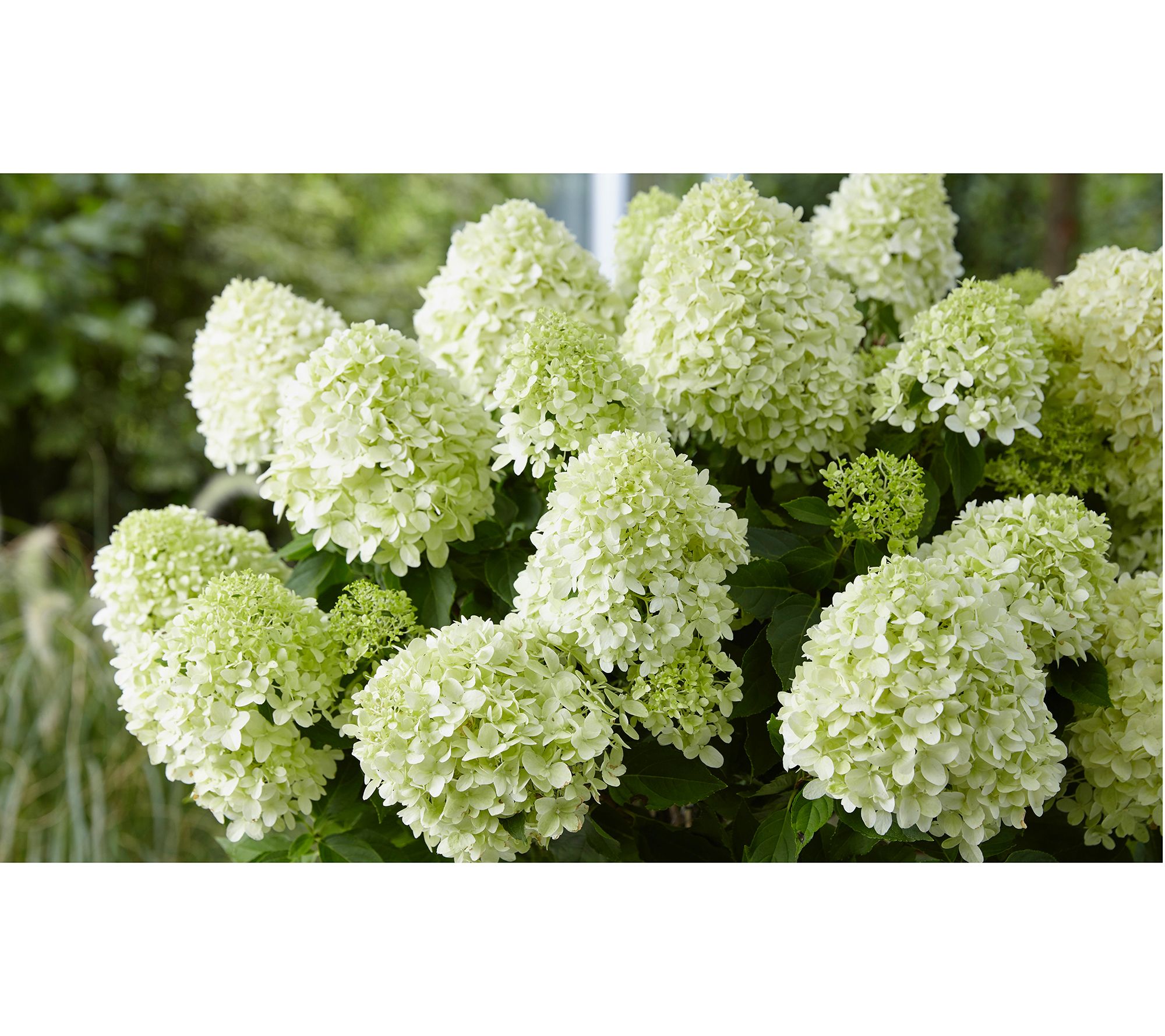 Roberta's 1-Piece Phantom Hydrangea Live Plant