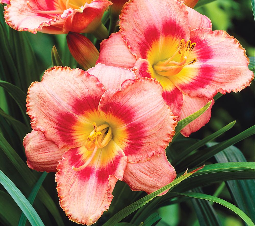 Plants Bulbs Trees Qvc Com