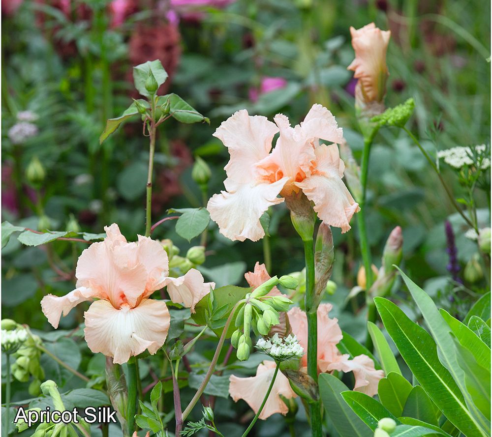 Phillip Watson Designs 3Pc Reblooming German Iris Live Plants
