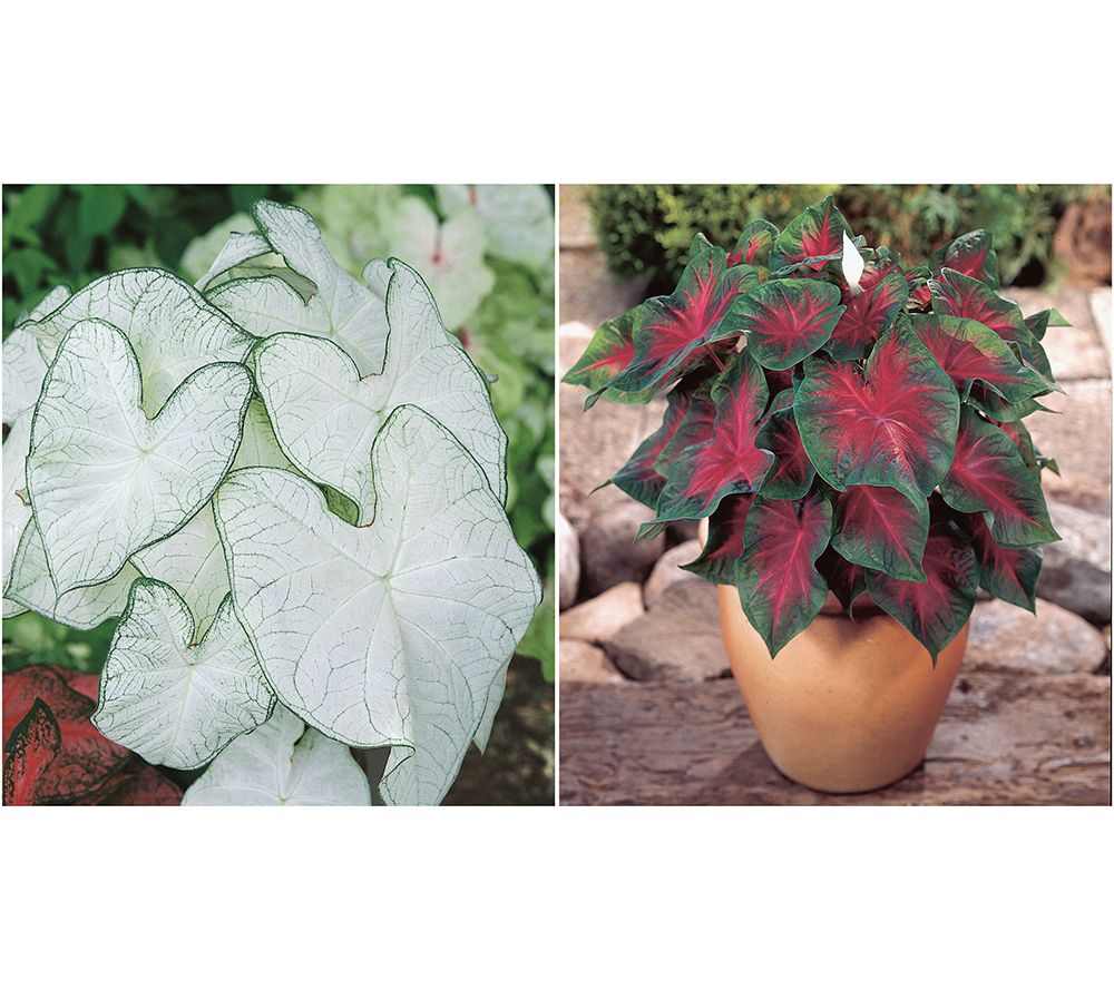 Girl Next Door 2-pc Sun Tolerant Jumbo Caladium Live Bulbs