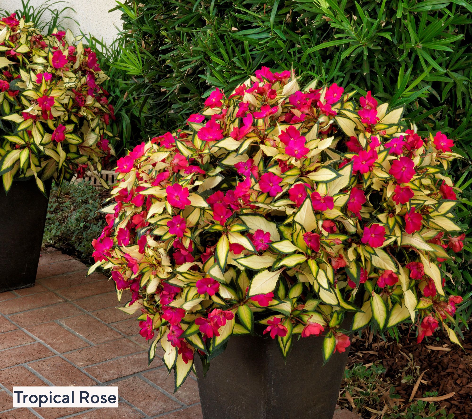 Roberta's 3pc SunPatiens Tropical Lightning Live Plants