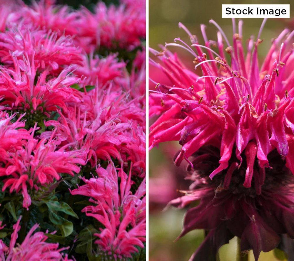 Cottage Farms 3 Piece Electric Neon Pink Bee Balm Plants Qvc