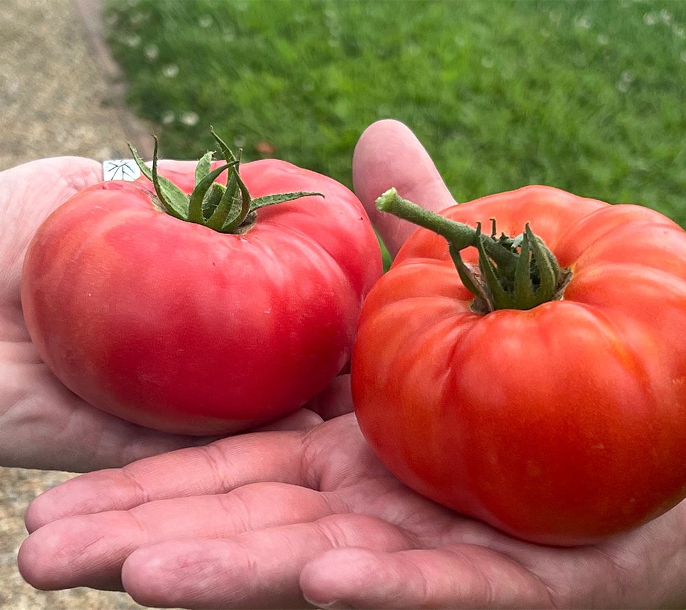 Where to Buy Tomato - Beefsteak, Pink (Indeterminate) seeds