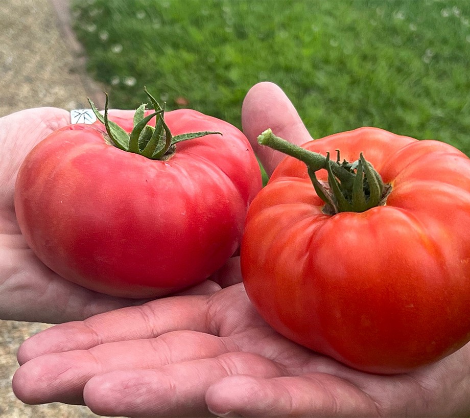 Roberta's 4-pc. Patio Pleaser Red & Pink Beefsteak Tomato Plants